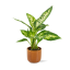 Dieffenbachia Compacta - Ø 9cm