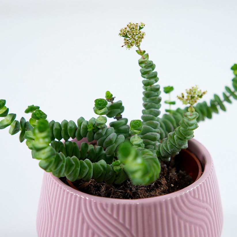 Crassula Marnieriana "Hottentot"