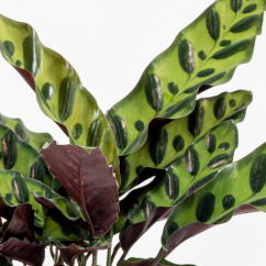 Calathea Lancifolia