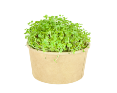Microgreens sada - Roketa setá 4g