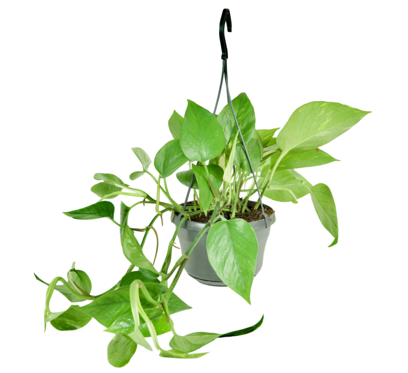 Epipremnum aureum 'Jade' v závěsném květináči Ø15cm
