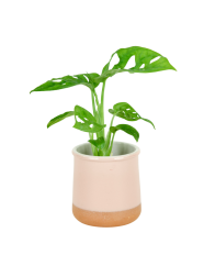 Monstera Adansonii Ø6cm