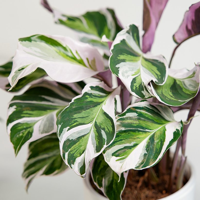 Calathea 'White fusion' Ø17cm