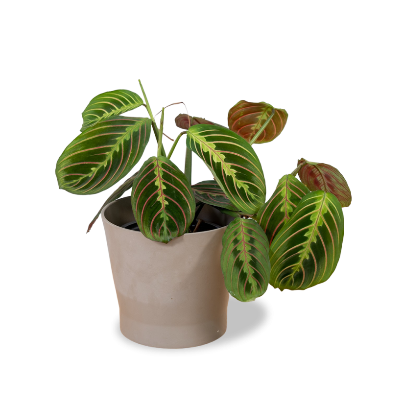 Maranta Fascinator