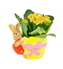 Kalanchoe blossfeldiana ve Velikonočním květináči - králík