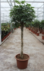 Schefflera arboricola 'Compacta' - twisted stem Ø50cm
