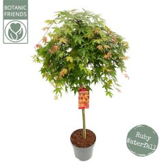 Acer palmatum 'Cascade Ruby' Ø34cm
