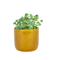 Sedum Sieboldii Ø8cm