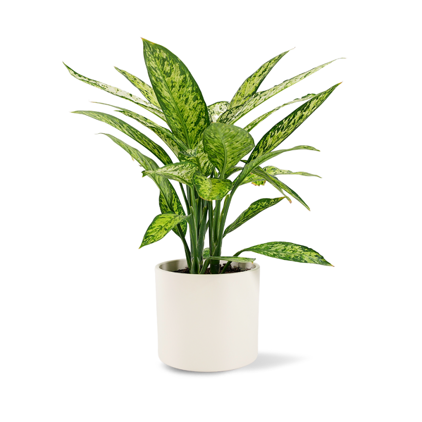 Dieffenbachia Vesuvius