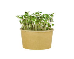 Microgreens sada - Hořčice bílá 4g