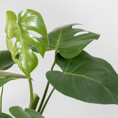 Monstera Deliciosa - Ø 24 cm