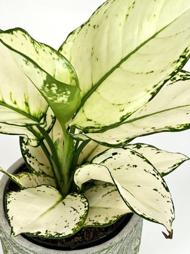 Aglaonema „White joy“