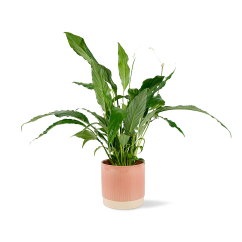 Spathiphyllum "Sweet Chico"