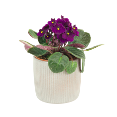 Africká fialka (Saintpaulia) tmavě fialová Ø12cm