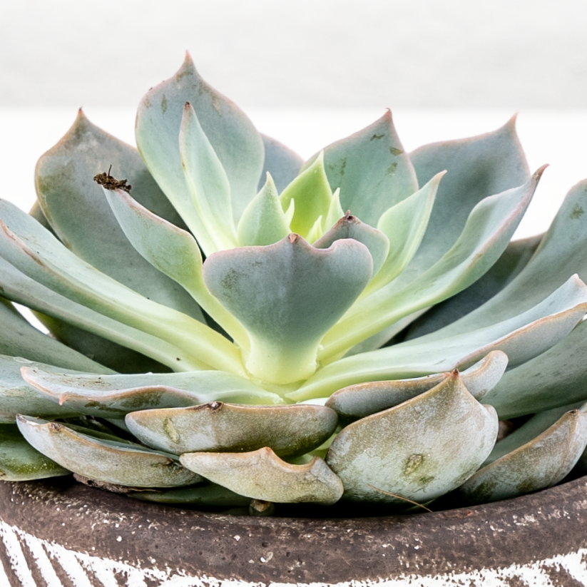 Echeveria Peacockii