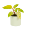 Philodendron 'Painted Lady' Ø12cm