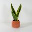 Sansevieria Laurentii Ø9cm