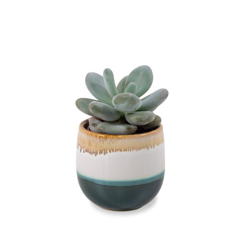 Pachyphytum Oviferum Ø5cm