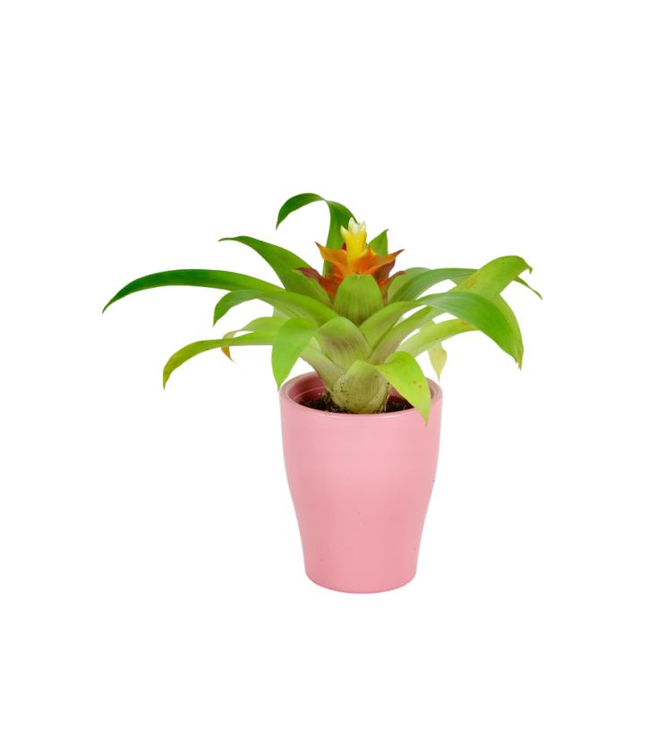 Guzmania Lingulata Ø7cm