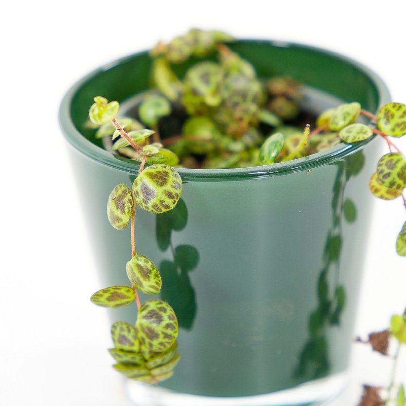 Peperomia prostrata