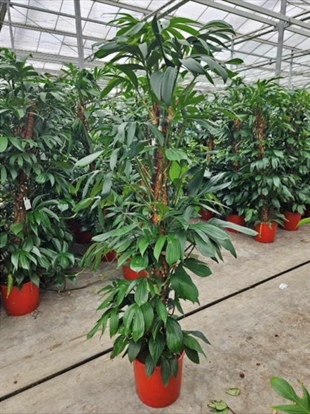 Philodendron 'Dragon Tail' na tyči Ø34cm