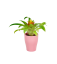 Guzmania Lingulata Ø7cm