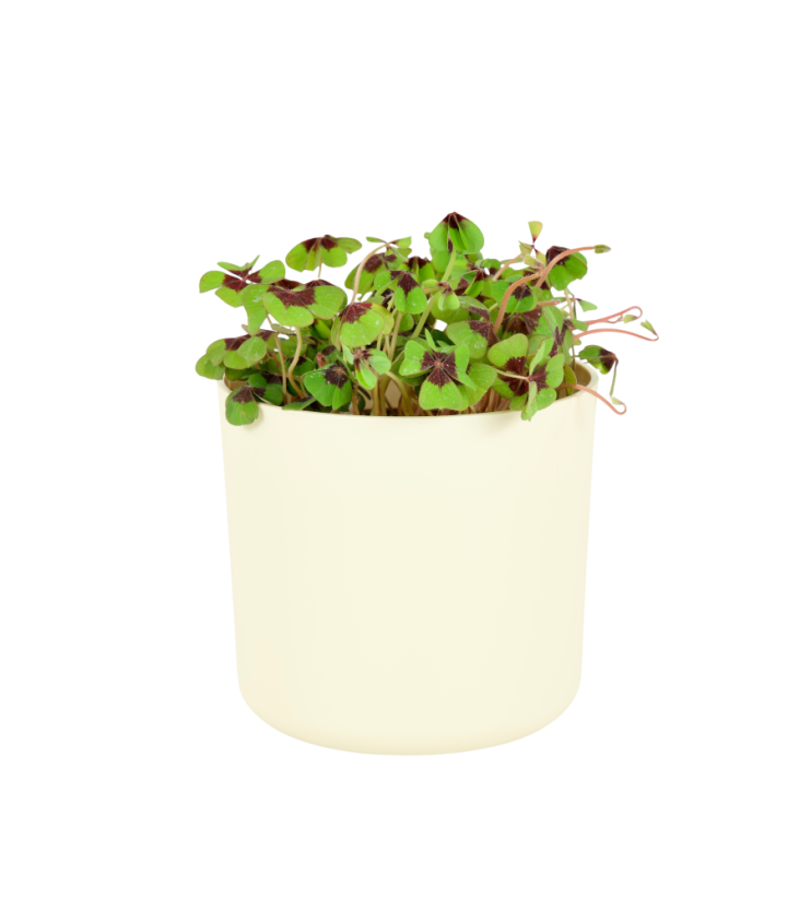 Oxalis deppei 'Iron cross' Ø13cm