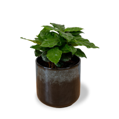 Coffea arabica - Ø 12 cm