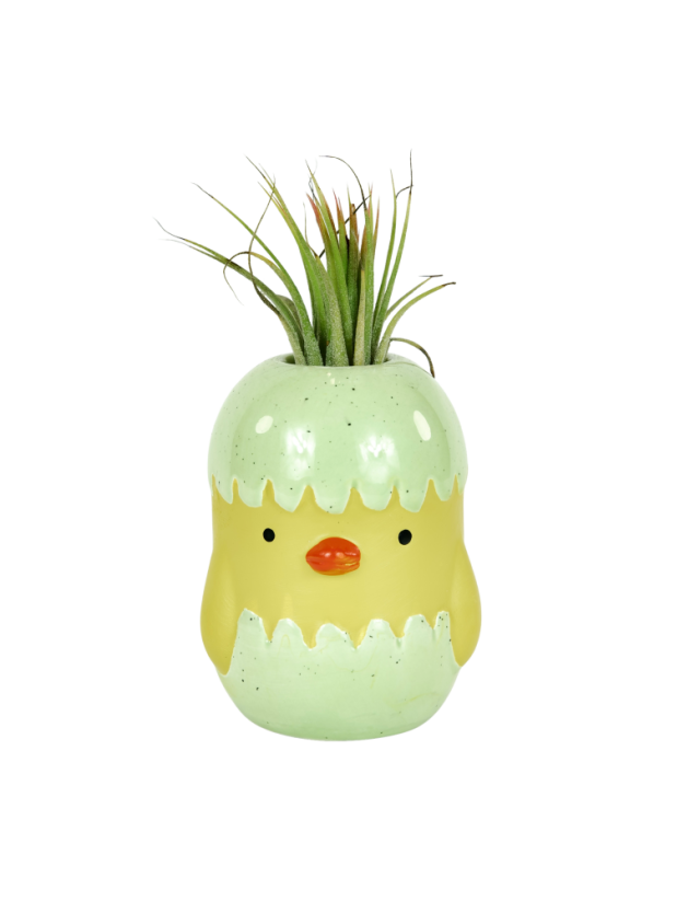 Tillandisia Ionantha v kuřátku - Barva: Zelená