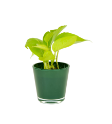 Philodendron 'Lime' Ø6cm