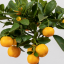 Citrus Calamondin - Ø 12 cm