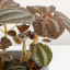 Pilea involucrata 'Norfolk'