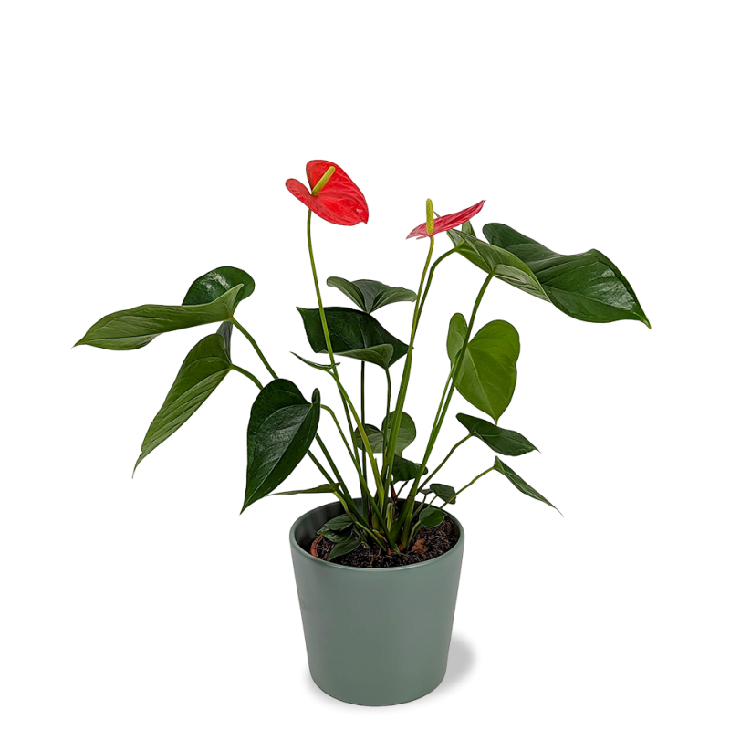 Anthurium andraeanum "Red Bull"