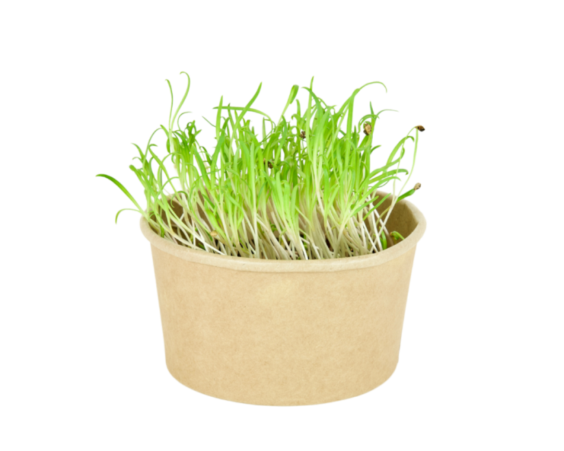 Microgreens sada - Špenát setý 4g