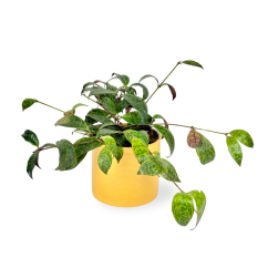 Aeschynanthus marmoratus Ø12cm