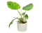 Philodendron 'White princess' Ø12cm
