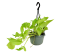Epipremnum 'Neon' v závěsném květináči Ø15cm