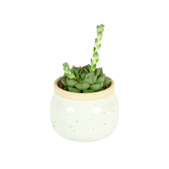 Echeveria purpusorum Ø5,5cm