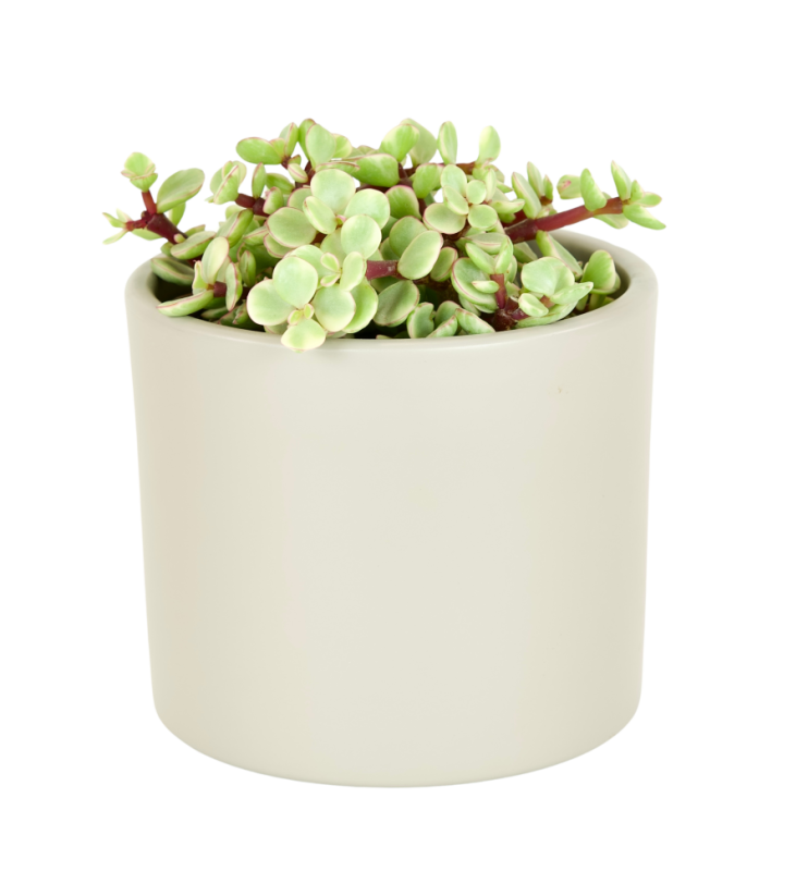 Portulacaria afra Variegata Ø12cm