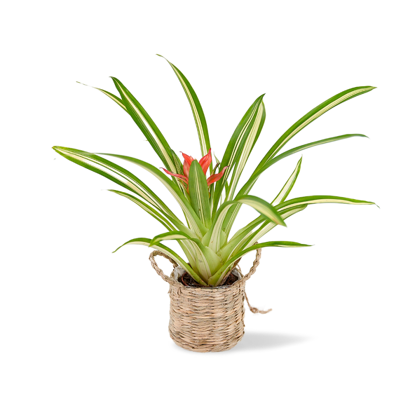 Guzmania Lingulata Variegata