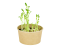 Microgreens sada - Cizrna 12g