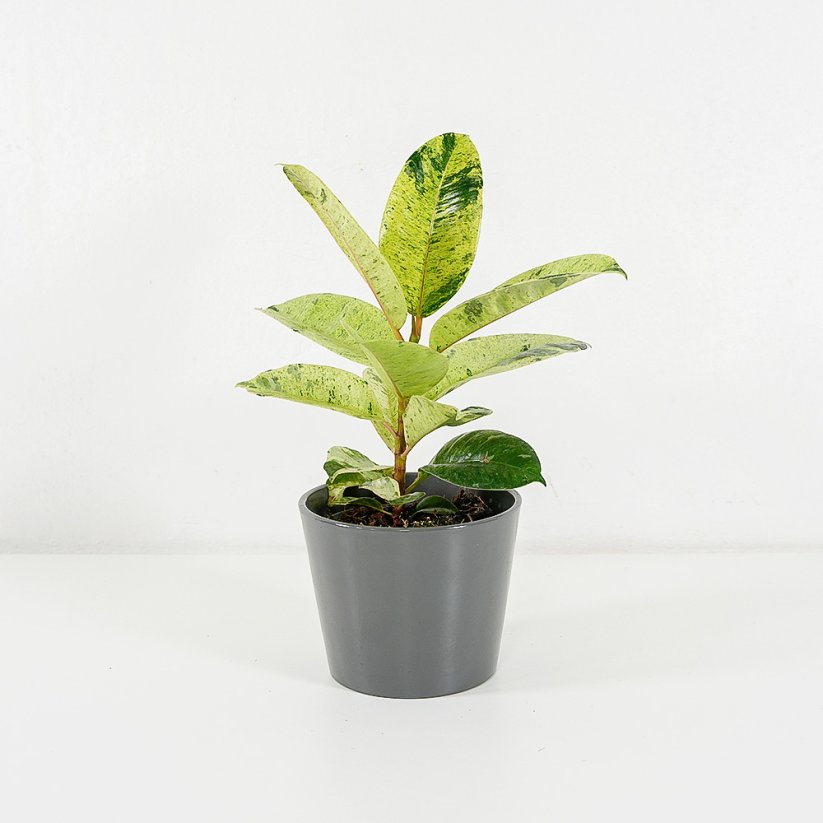 Ficus elastica "Shivereana"