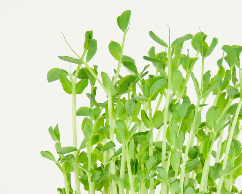 Microgreens sada - Hrách setý 15g