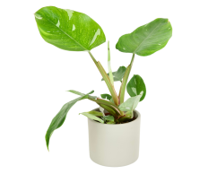 Philodendron 'White princess' Ø12cm