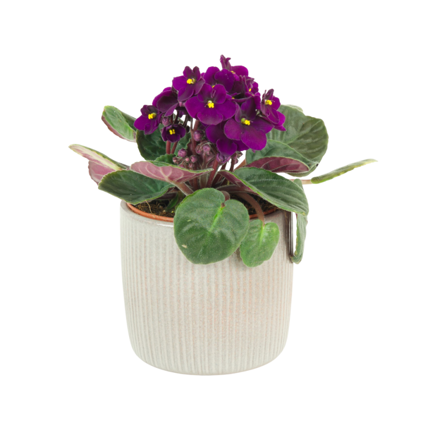 Africká fialka (Saintpaulia) tmavě fialová Ø12cm