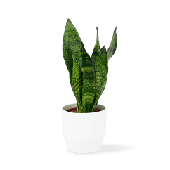 Sansevieria trifasciata Zeylanica