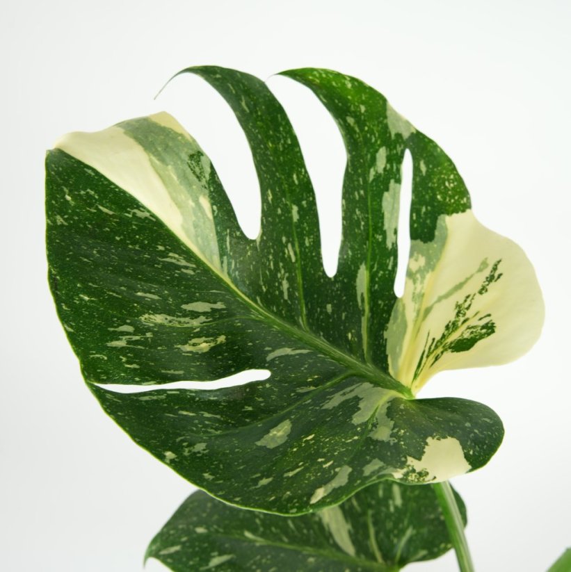 Monstera Deliciosa „Thai Constellation“