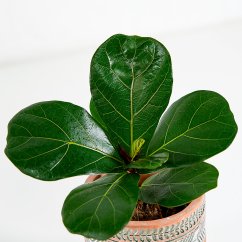 Ficus lyrata Bambino - Ø 9 cm