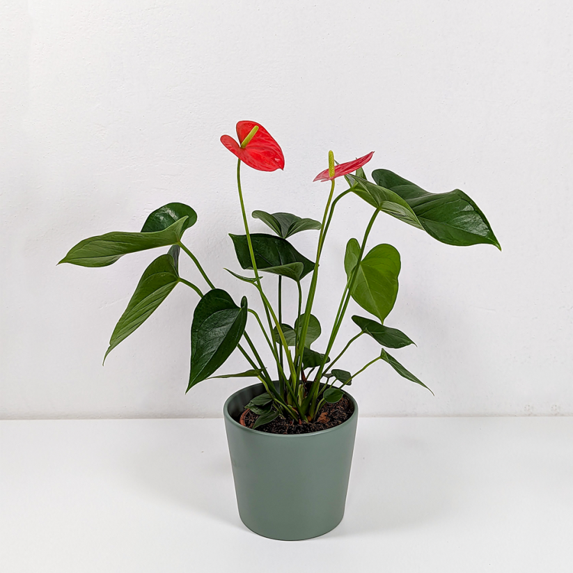 Anthurium andraeanum "Red Bull"