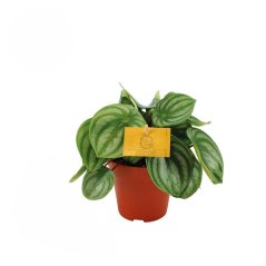 Peperomia argyreia 'Watermelon' Ø12cm